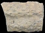 Fossil Lycopod Tree Root (Stigmaria) - Oklahoma #53332-1